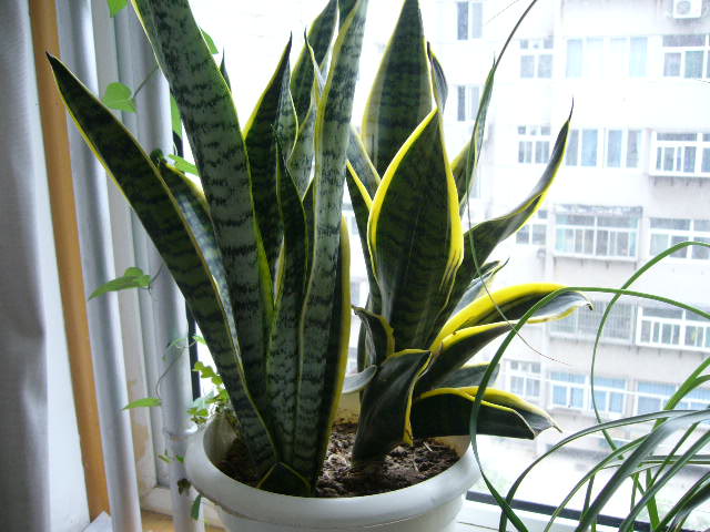 虎皮兰的摆放位置有什么讲究