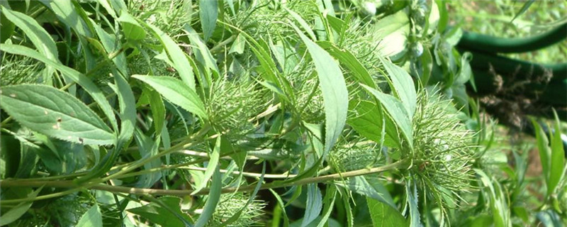 苍术的养殖方法和注意事项(苍术养殖技术)