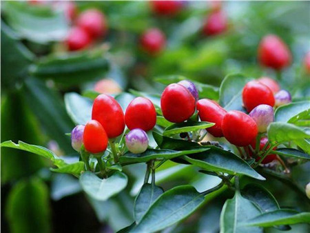 五彩椒的阳台养殖方法图解