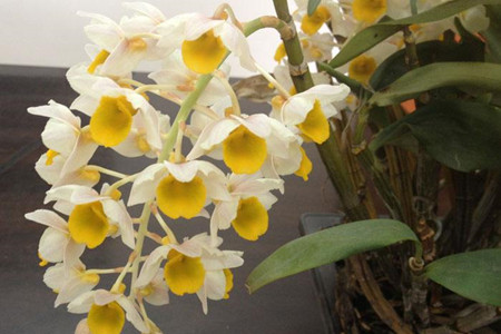 密花石斛的养殖方法和技术