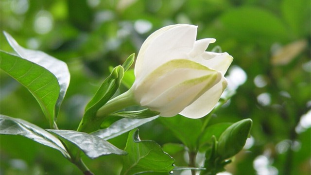 栀子花掉花苞是怎么回事(栀子花掉花苞长新叶)