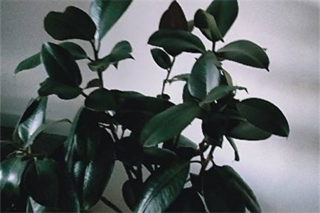 橡皮树的根烂了可以救活吗