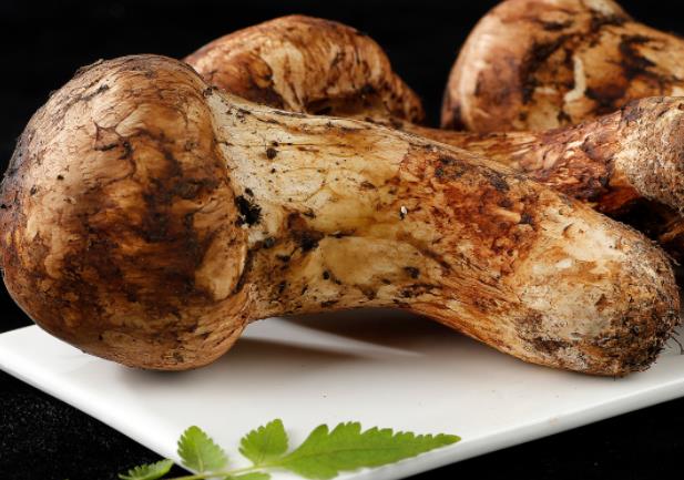 吃松茸对人体有什么好处