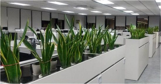 虎皮兰的摆放位置有什么讲究