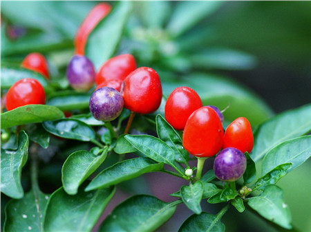 五彩椒的阳台养殖方法图解