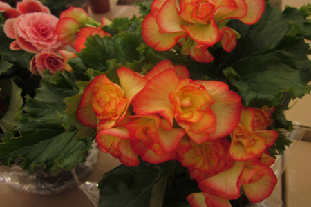 如何让四季海棠多开花