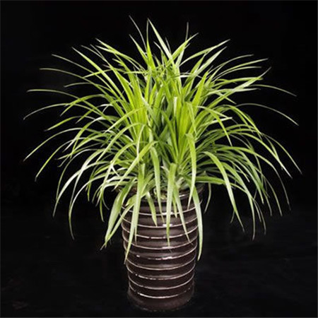 龙血树对人身体有害的