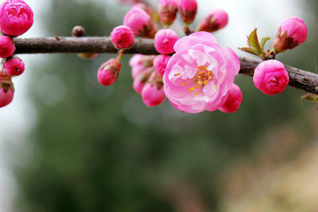 桃梅盆景好养吗视频
