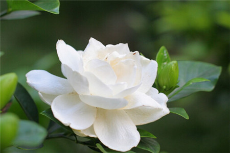 栀子花掉花苞长新叶