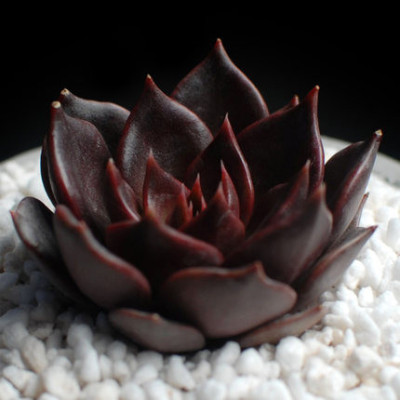 黑王子的养殖方法和注意事项有哪些