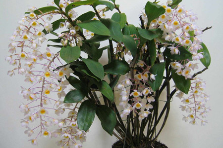 密花石斛的养殖方法和技术