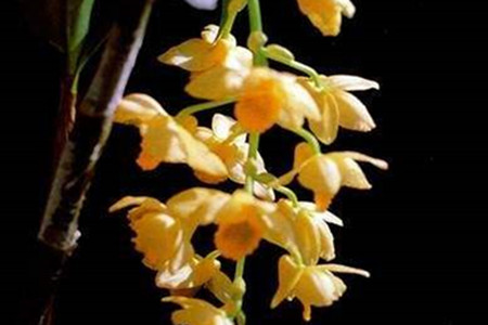 密花石斛的养殖方法和技术