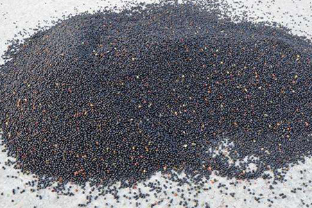 金枝玉叶如何长粗