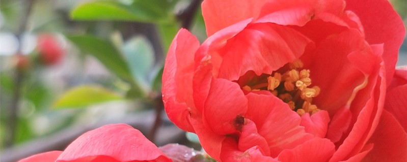 海棠叶子干枯怎么回事(丽格海棠叶子干枯怎么回事)