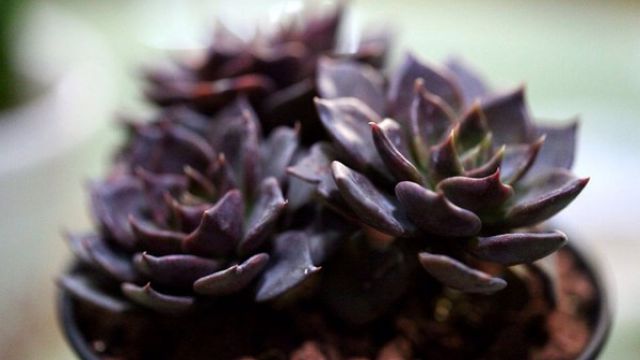 黑王子的养殖方法和注意事项(黑王子的养殖方法和注意事项有哪些)