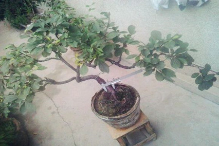 榆叶梅栽植技术