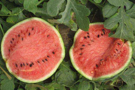 西瓜主要产于哪里