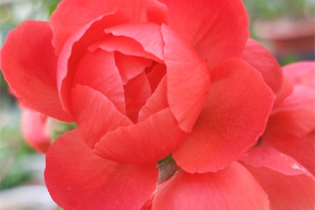 丽格海棠叶子干枯怎么回事