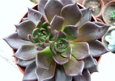 黑王子的养殖方法和注意事项有哪些