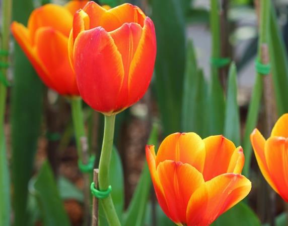 郁金香繁殖栽培技术