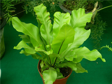 鸟巢蕨烂根如何再生