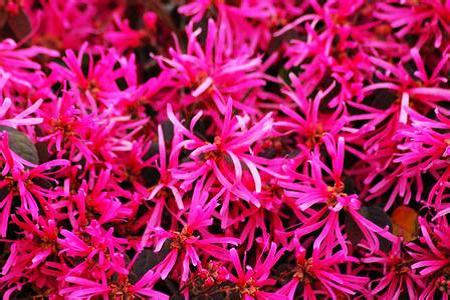 红花继木怎样繁殖