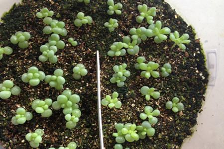 桃之卵多久浇一次水