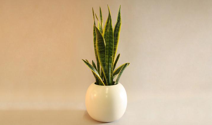 虎皮兰的摆放位置有什么讲究