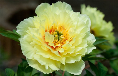 四季牡丹花怎么养