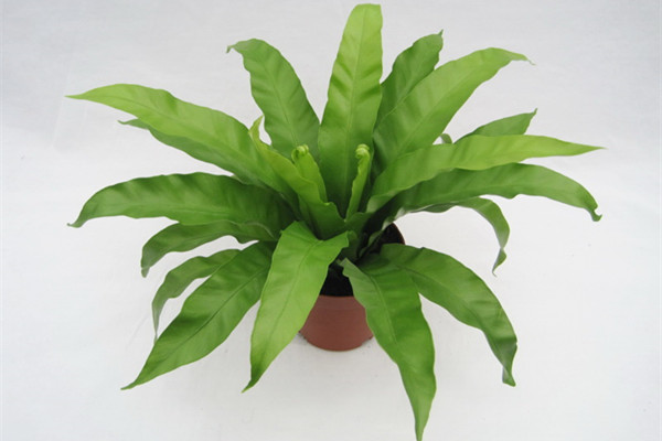 鸟巢蕨烂心了怎么办(鸟巢蕨烂根如何再生)