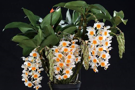 密花石斛的养殖方法和技术