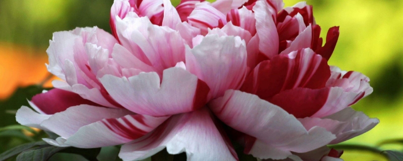 牡丹花怎么养护(四季牡丹花怎么养)