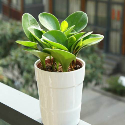 豆瓣绿有什么药用价值