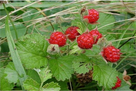 茅莓的功效与作用及禁忌