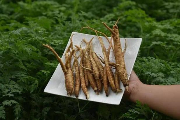 吃当归拉肚子怎么回事吃当归拉肚子怎么办(吃了当归拉肚子)