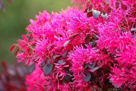 红花继木的繁殖方法(红花继木怎样繁殖)