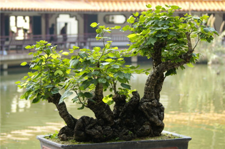 榕树掉叶子是什么原因呢