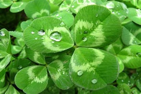 三叶草的功效和食用方法