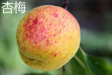 杏梅和黄桃是一个东西么