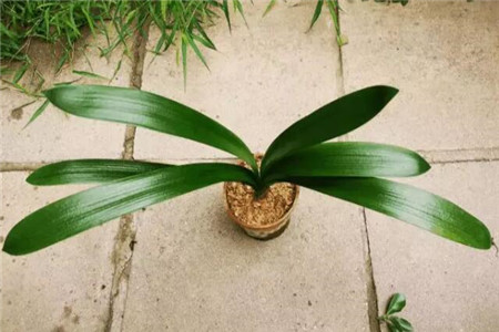 君子兰烂根处理后咋浇水?