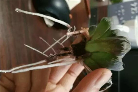 君子兰烂根处理后咋浇水?