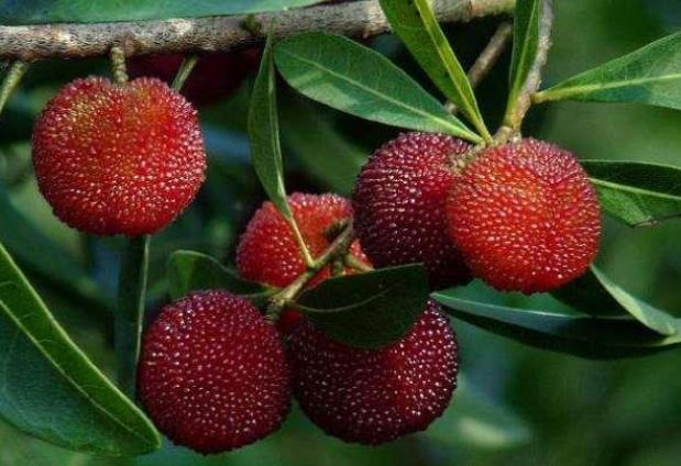 吃杨梅会胖吗葡萄糖果糖等单糖成分不易被吸收(杨梅吃了升糖吗)