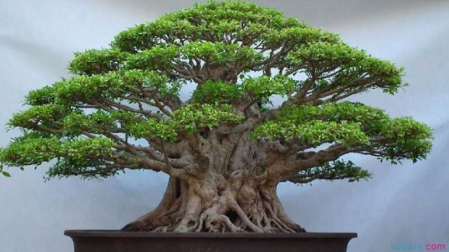 榕树掉叶子是什么原因(榕树掉叶子是什么原因呢)