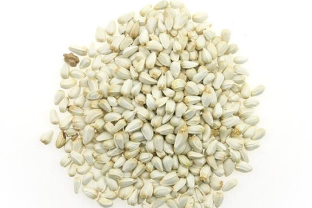 藏红花种植方法和时间