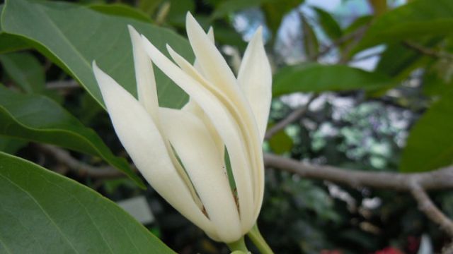 黄桷兰叶子发黄怎么办黄叶枯萎的原因及补救办法(黄桷兰叶片下垂是什么原因)