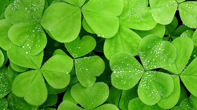 三叶草的功效和作用(三叶草的功效和食用方法)