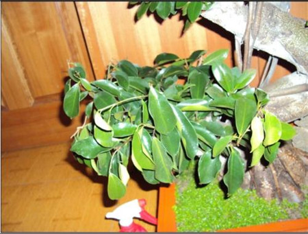 榕树掉叶子是什么原因呢