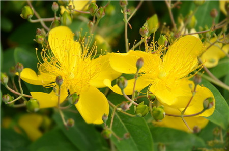 金丝梅怎么繁殖