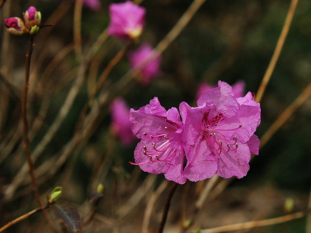 迎红杜鹃花能开多少天