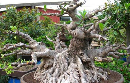 榕树掉叶子是什么原因呢